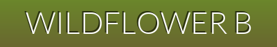 Bloom Freely Under the Sun
